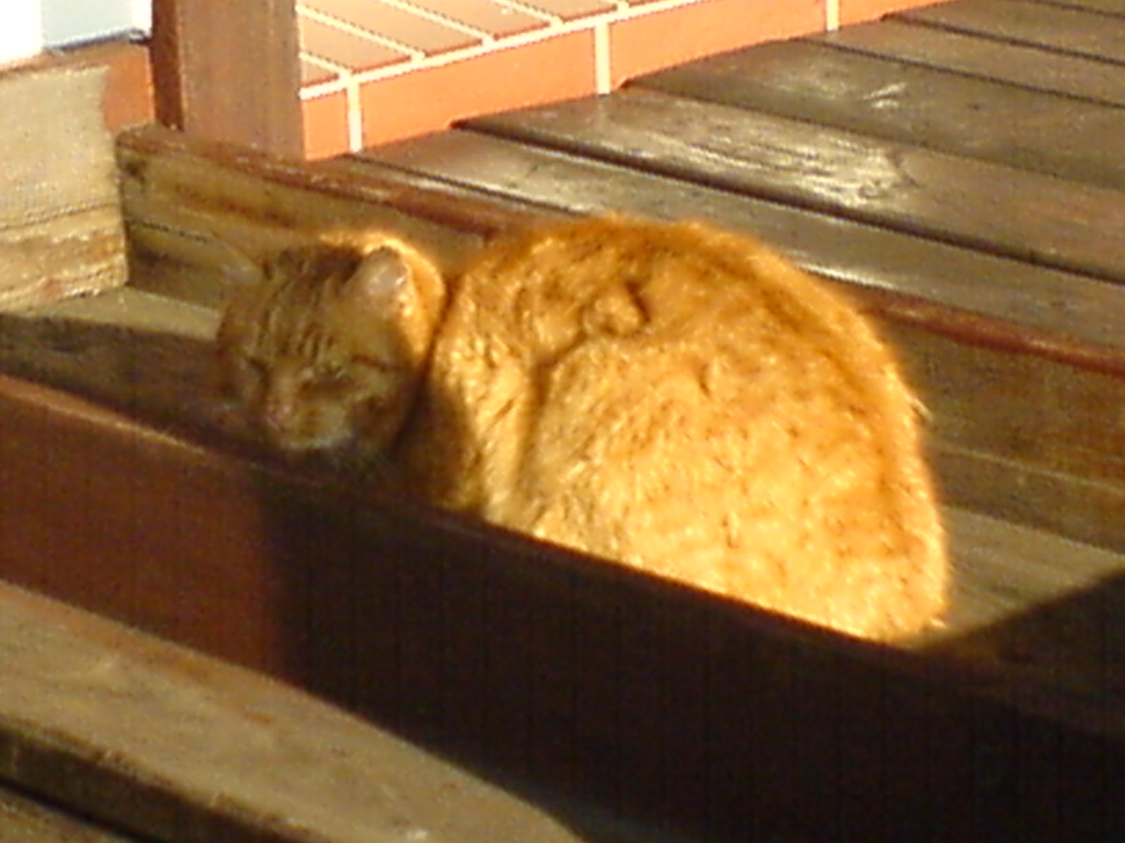 Kocour v Sarce 07.JPG